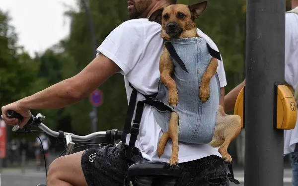 een rugzak voor het vervoer van een hond op de fiets