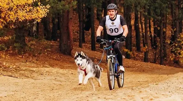 Hoe een hond op de fiets vervoeren: de beste manieren